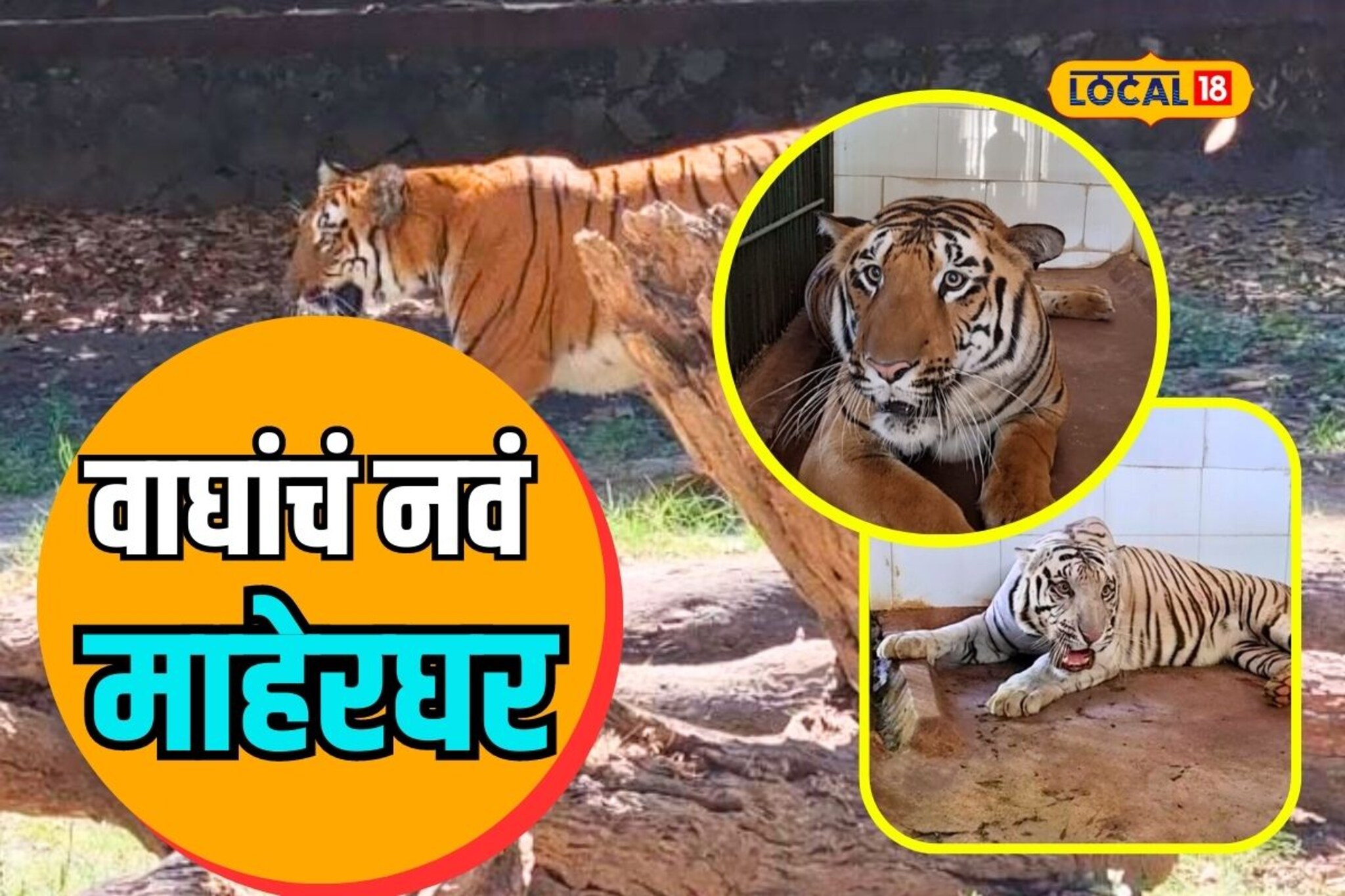 तुम्हाला माहितीये का? महाराष्ट्रातील या शहरात आहेत सर्वाधिक वाघ, SPECIAL REPORT