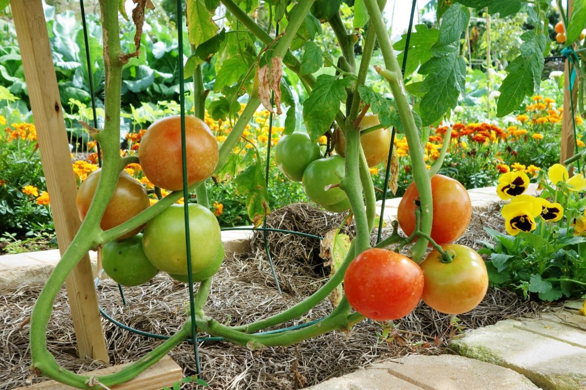 अशा प्रकारे घरी पिकवा टोमॅटो