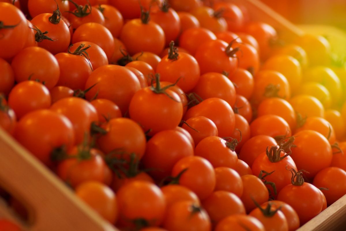 टोमॅटो चोरी