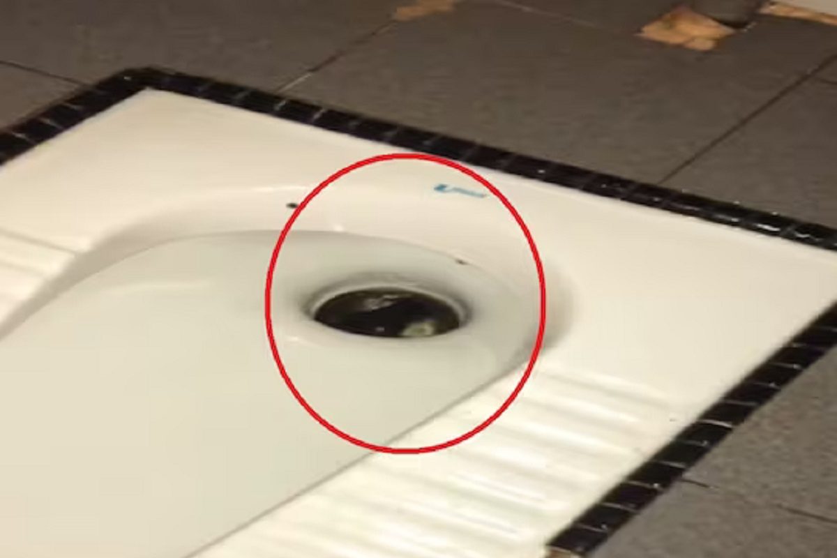 टॉयलेटमध्ये चमकणारे डोळे (फोटो - इन्स्टाग्राम व्हिडीओ ग्रॅब)