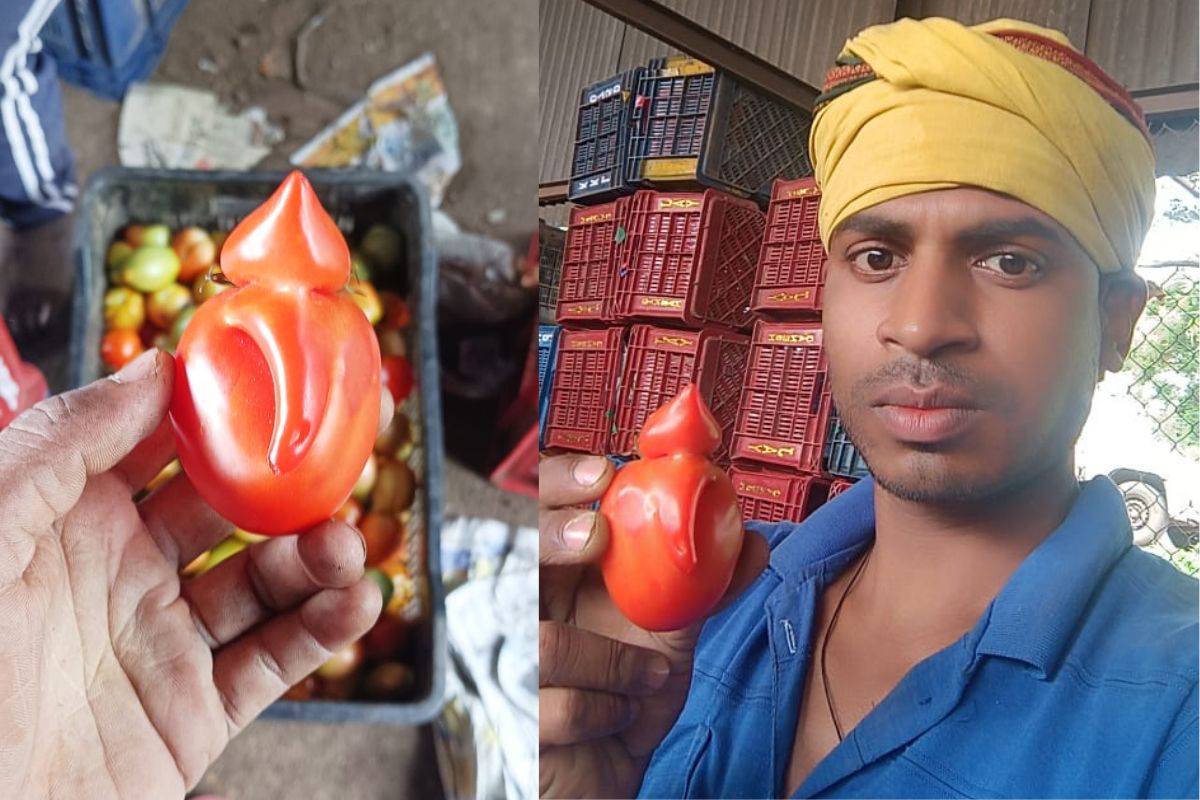 टोमॅटोत अवतरले गणपती बाप्पा!
