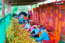 बाजारात नेण्यासाठी रात्री 25 क्रेट गाडीत भरले; सकाळी गाडी पाहून हादरला शेतकरी