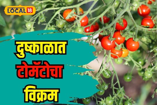 Ahmednagar News : दुष्काळी भागातील गाव बनलं टोमॅटोचं आगार, 200 एकरमध्ये केली विक्रमी लागवड, Video