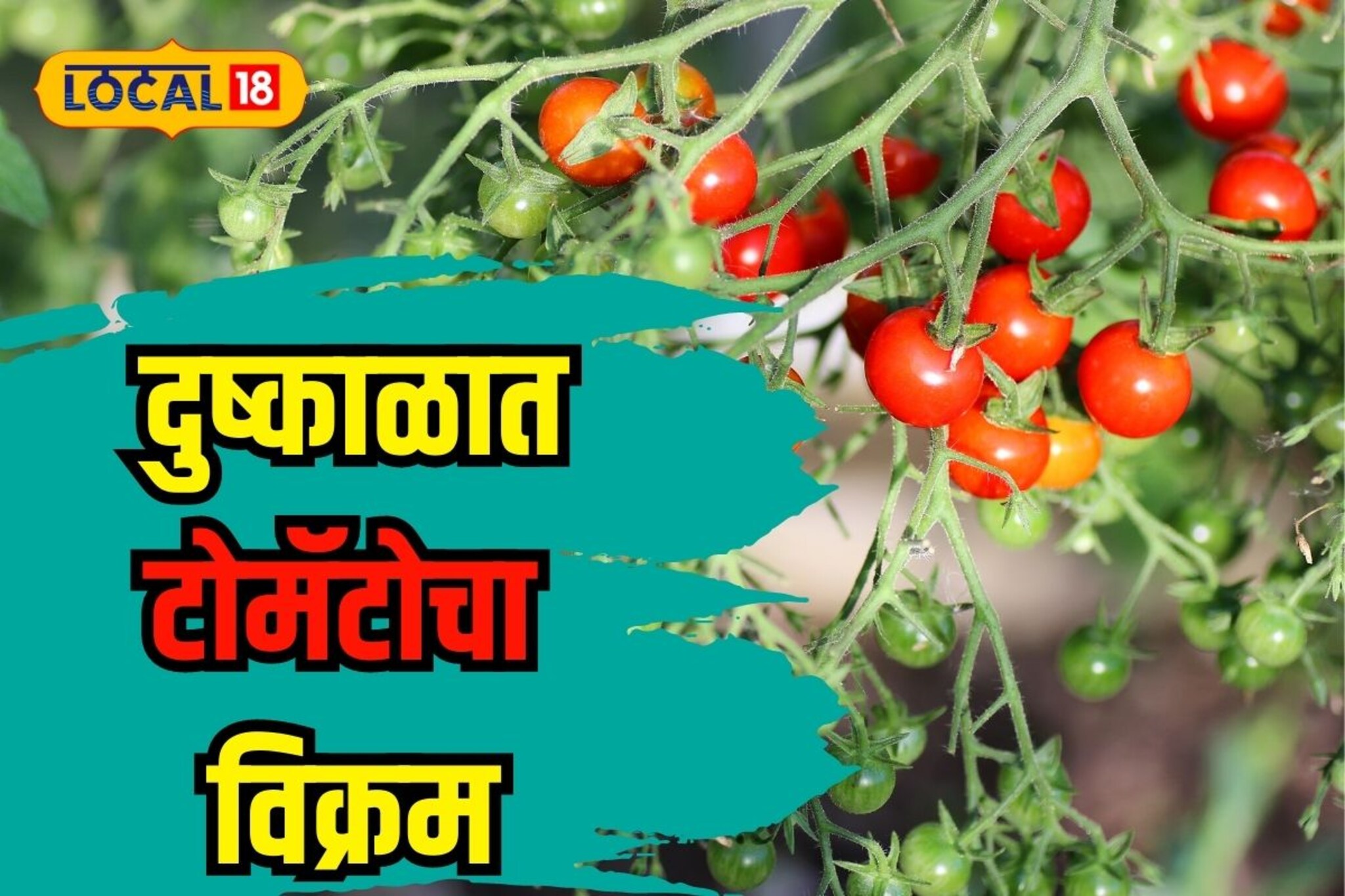 दुष्काळी भागातील गाव बनलं टोमॅटोचं आगार, 200 एकरमध्ये केली विक्रमी लागवड