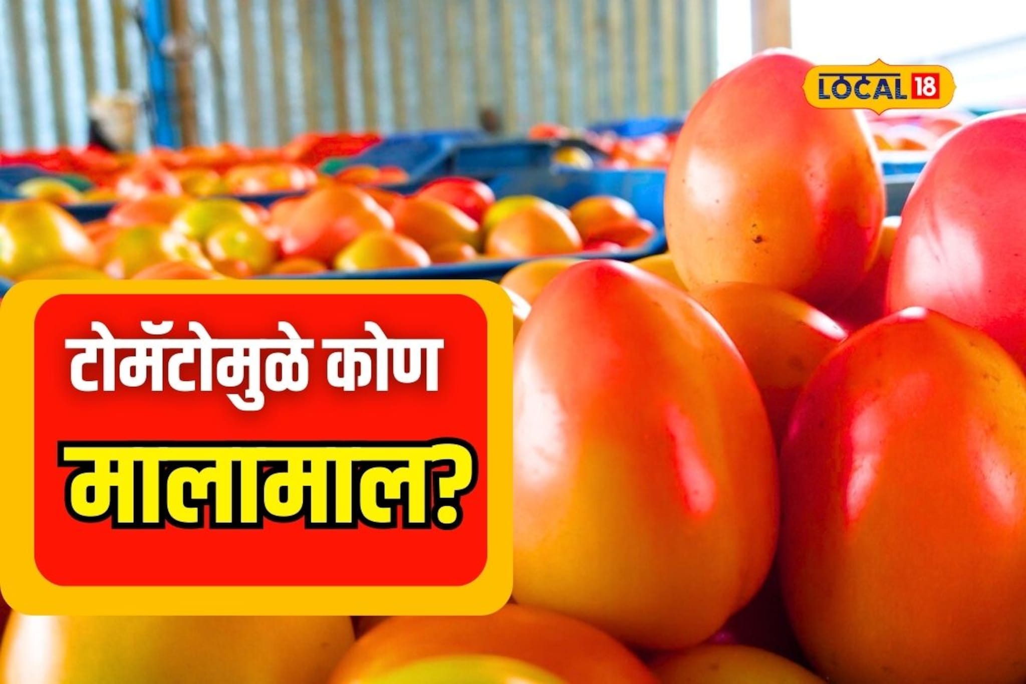 डॉलरपेक्षा महाग टोमॅटो, शेतकऱ्यांच्या पदरात किती पैसे? धक्कादायक वास्तव समोर