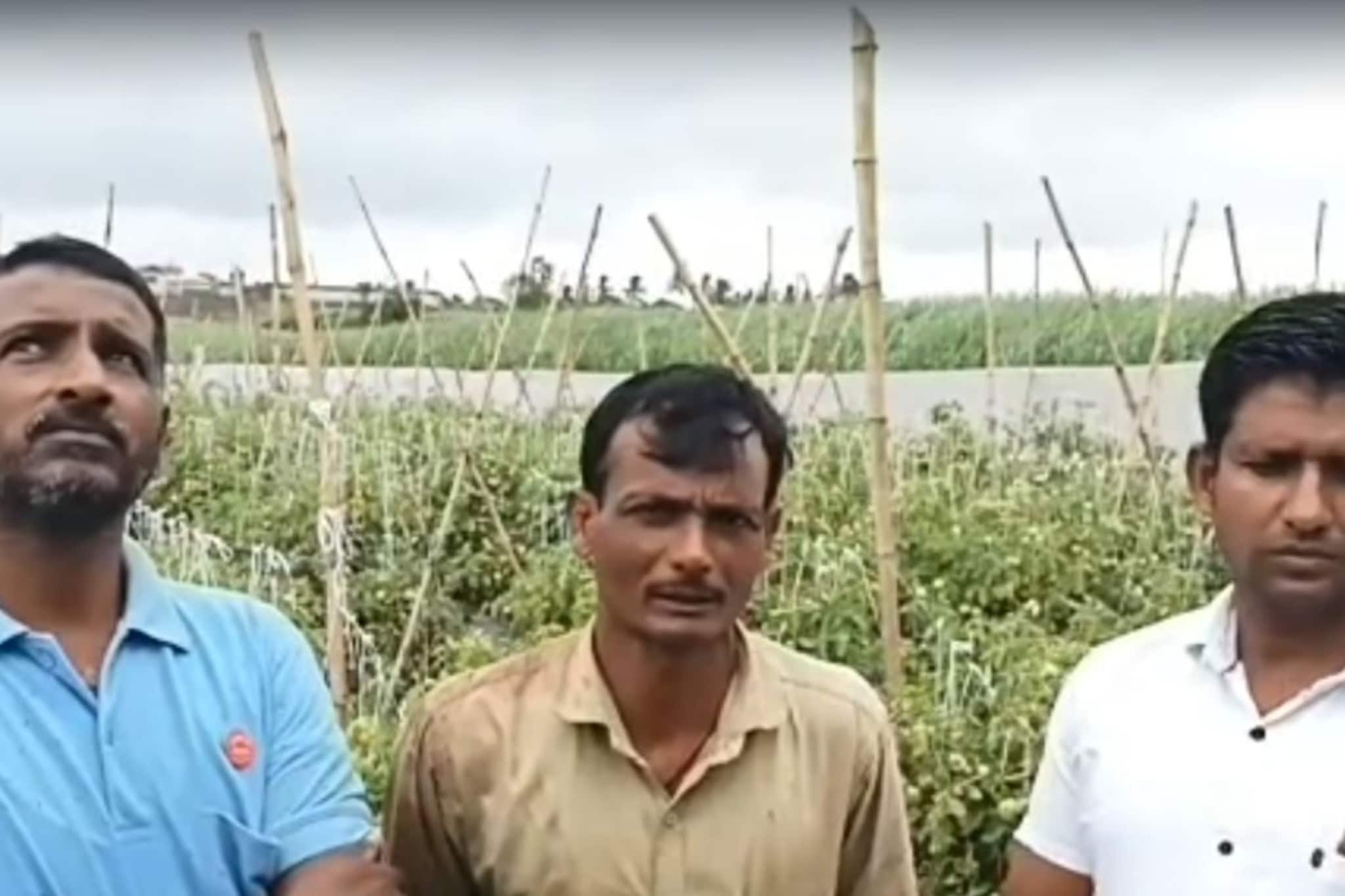 शेतातले टोमॅटो चोरले, CCTV लाही दिला चकवा, शेतकऱ्यांनी मारला डोक्यावर हात