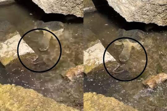 कासवाने सापावर केला जबर हल्ला