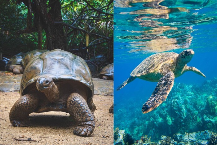 Turtle आणि Tortoise दोघांनाही शेल म्हणजेच कवच आहे आणि ते पाण्यात राहणारे सरपटणारे प्राणी आहेत, परंतू त्यांच्या कवचाचे वैशिष्ट्य आहे. यामध्ये Turtleना पातळ कवच असते जे त्यांना पाण्यात सहज पोहण्यास मदत करतात. तर Tortoiseचे कवच गोलाकार आणि घुमटाकार असतात.