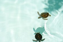 Turtle आणि Tortoise दोन्ही ही शब्द कासवासाठी वापरता? यामधील फरक जाणून घ्या
