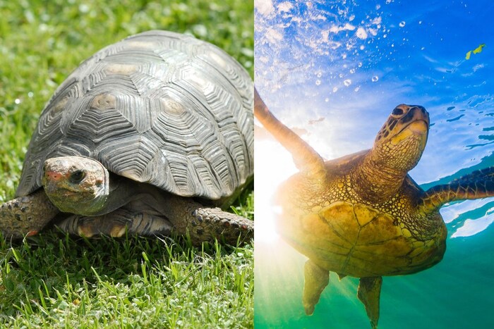 Turtleचे आयुष्य साधारणपणे 20-40 वर्षे असते, तर Tortoiseचे आयुष्य साधारणपणे 80-150 वर्षे असते. सहसा Turtle मोठे असतात. सर्वात मोठे Turtle "लेदरबॅक" 300 ते 700 किलो वजनाचे असते. Tortoise साधारणपणे Turtleपेक्षा लहान असतात. सर्वात मोठे Tortoise"अल्डाब्रा जायंट" आहे ज्याचे सरासरी वजन 250 किलो आहे.