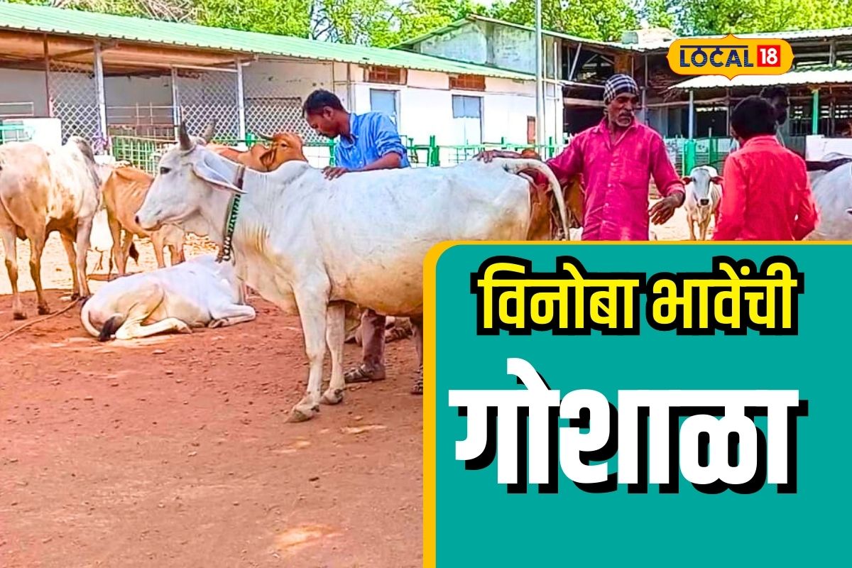 Wardha News: विनोबा भावे यांनी सुरू केलेली गोशाळा, पवनार आश्रम जपतंय परंपरा