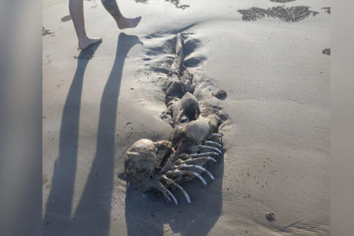 समुद्र किनाऱ्यावर महिलेला दिसला विचित्र जीव