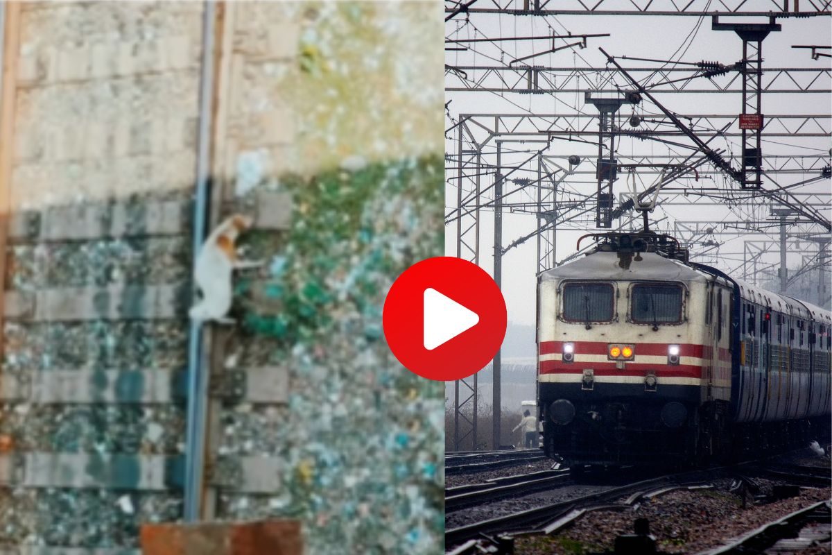 कुत्र्याचा व्हिडीओ व्हायरल