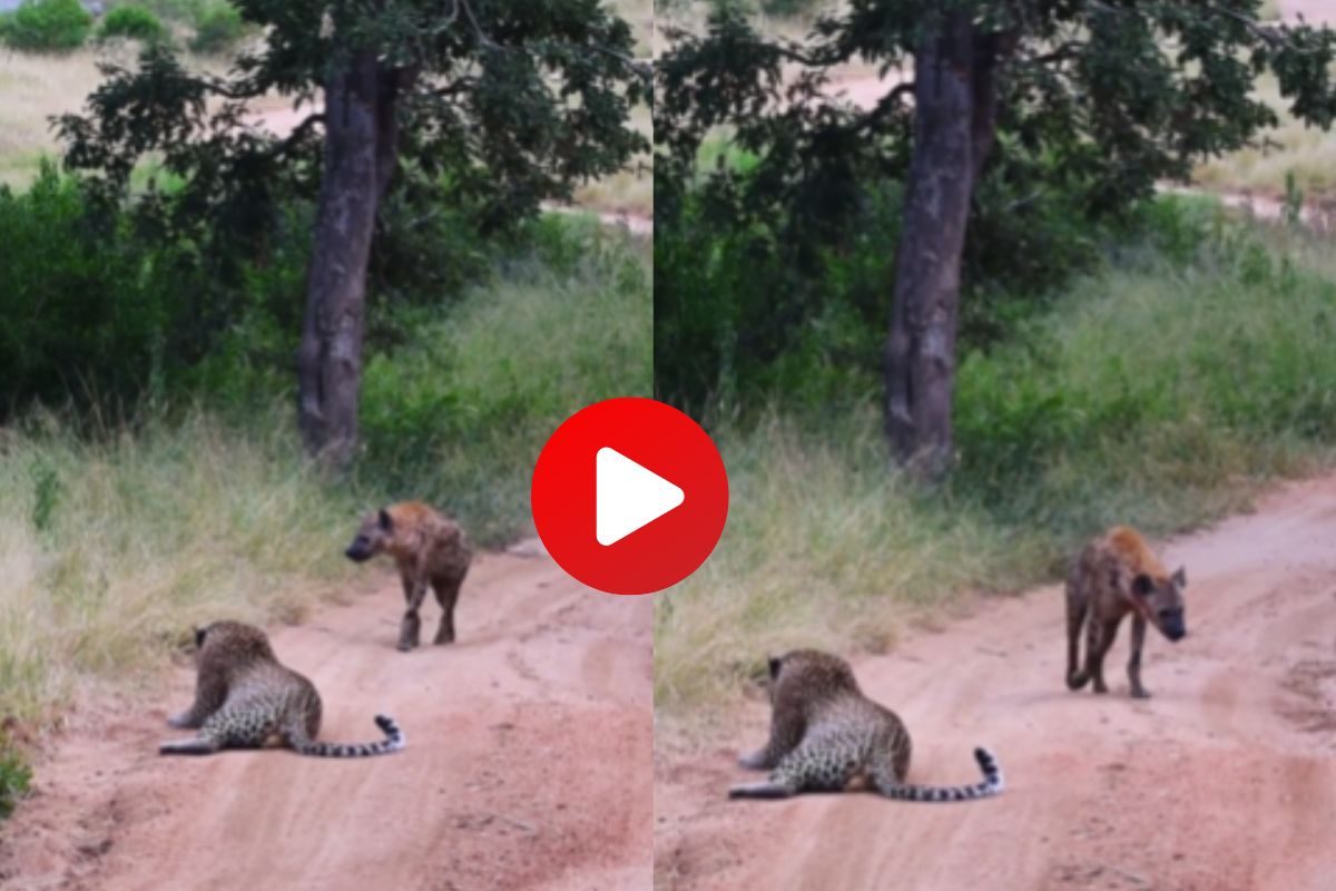 प्राण्यांचा व्हिडीओ व्हायरल