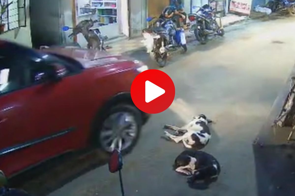 व्हारयल व्हिडीओ