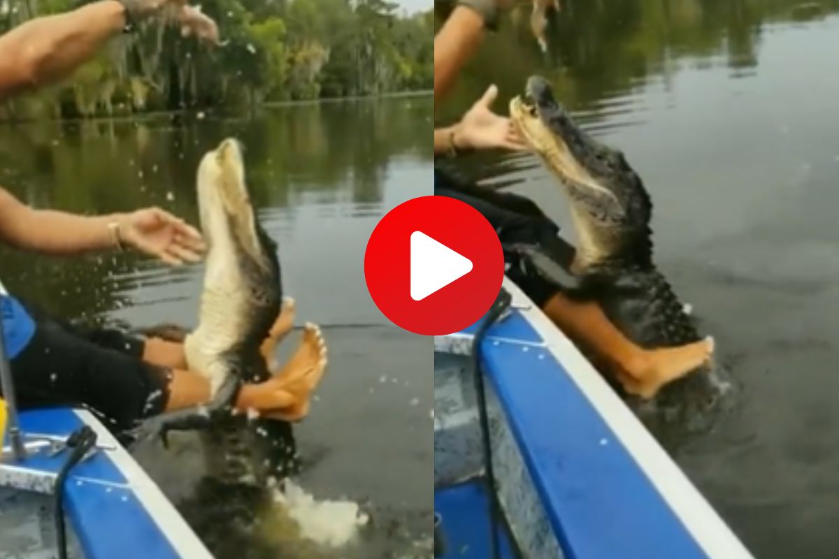 व्हायरल व्हिडीओ