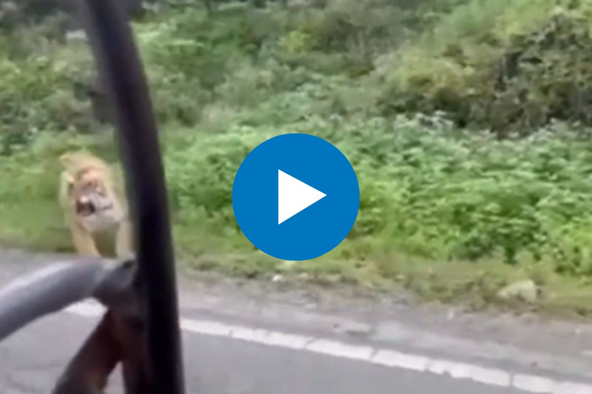 वाघाला बघताच पर्यटकांची हवा झाली टाईट