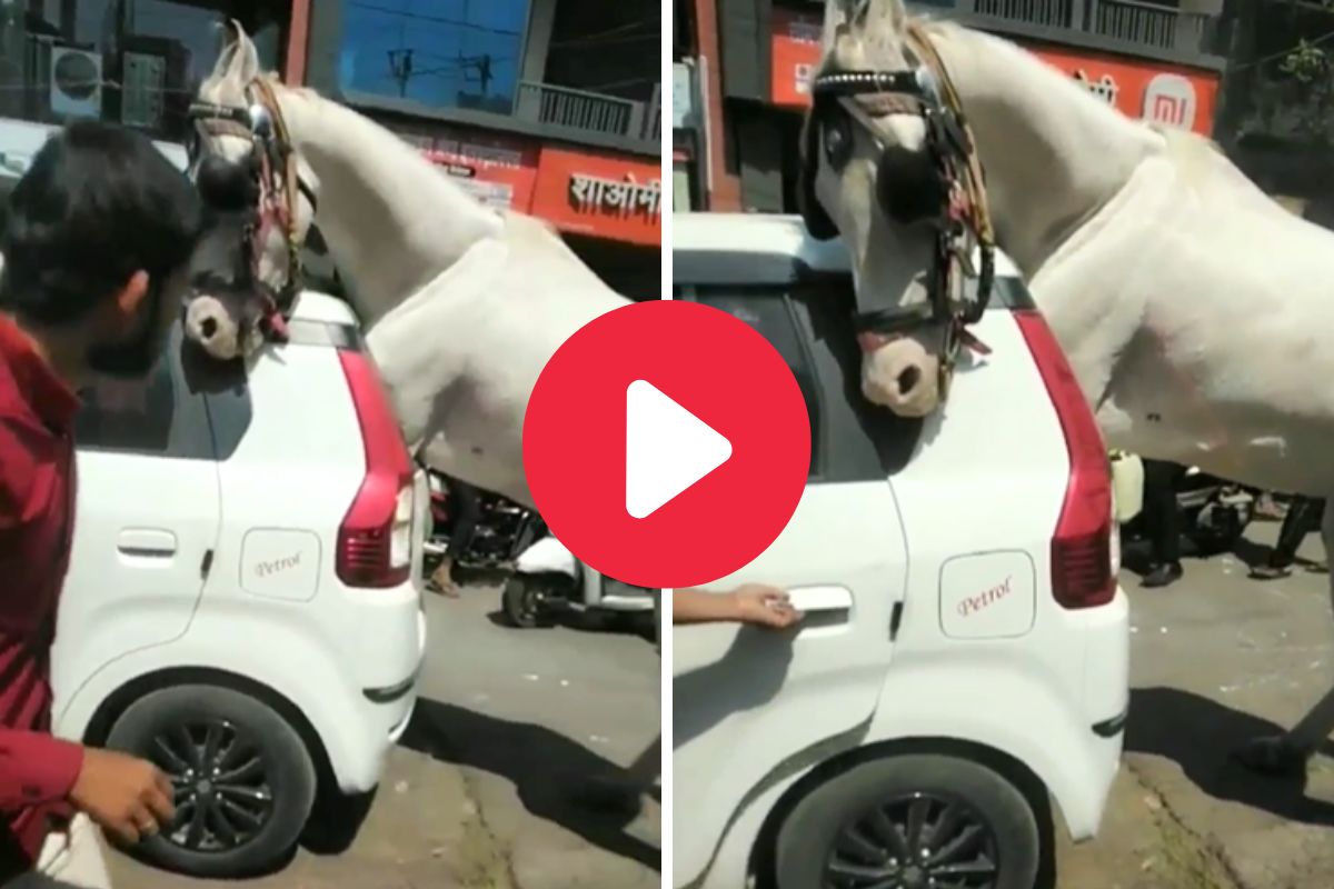घोडा कारमध्ये अडकला