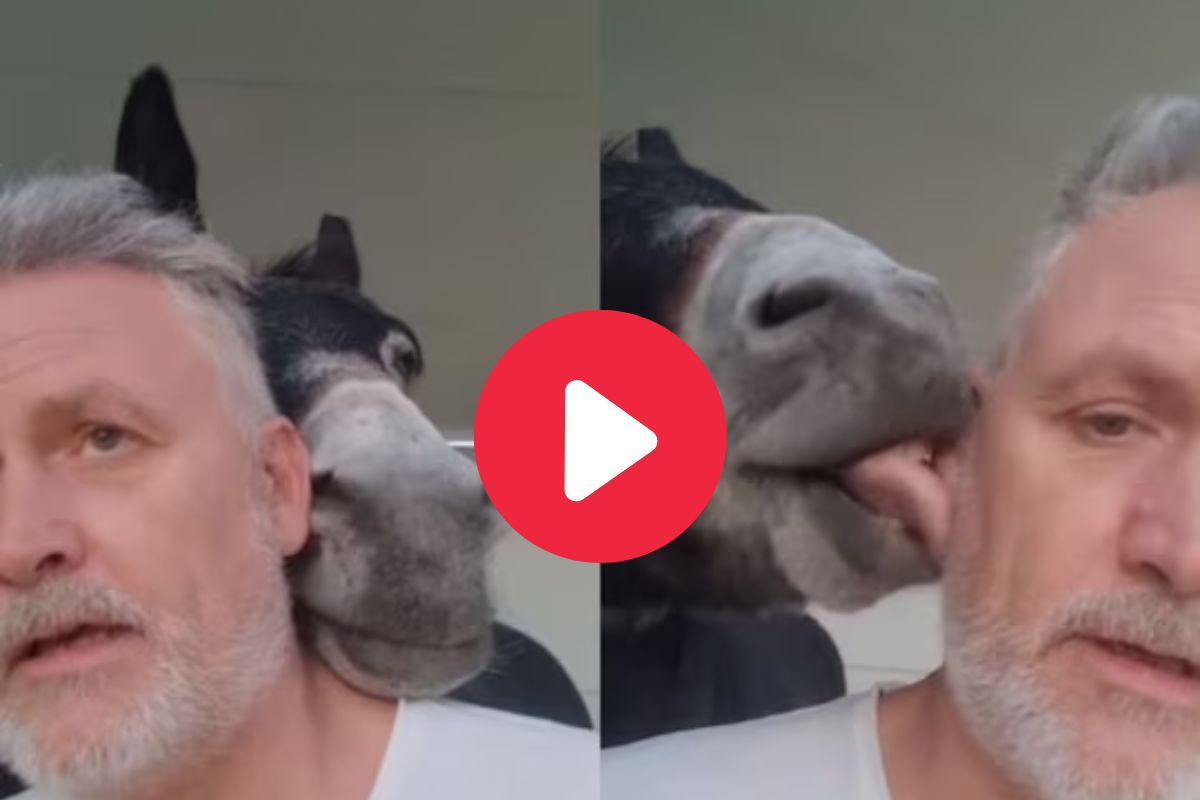 व्यक्ती गाढवासोबत काढत होता Video