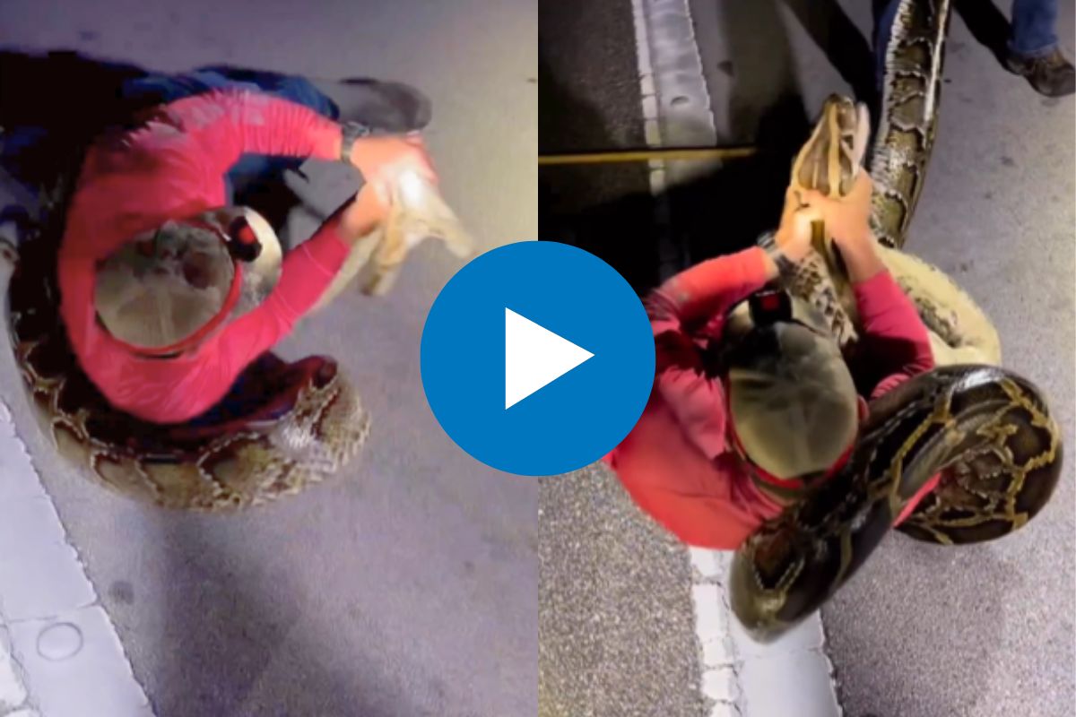 महाकाय अजगराच्या जबड्याला पकडलं