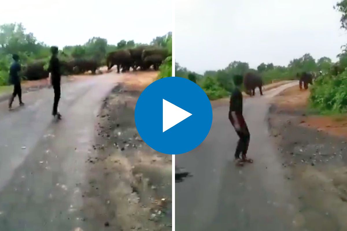 हत्तीच्या कळपाला त्रास देताना तरुणांचा Video