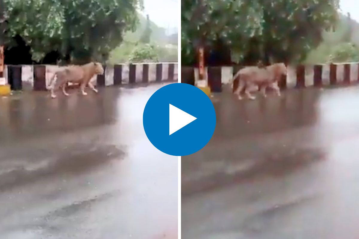 सिंह पावसाचा आनंद घेताना व्हिडीओ