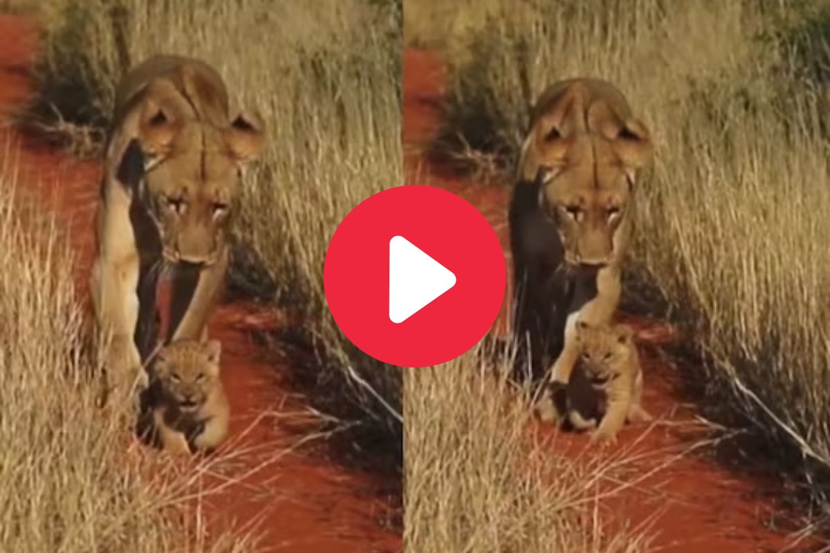 जंगलाची राणी निघाली फिरायला