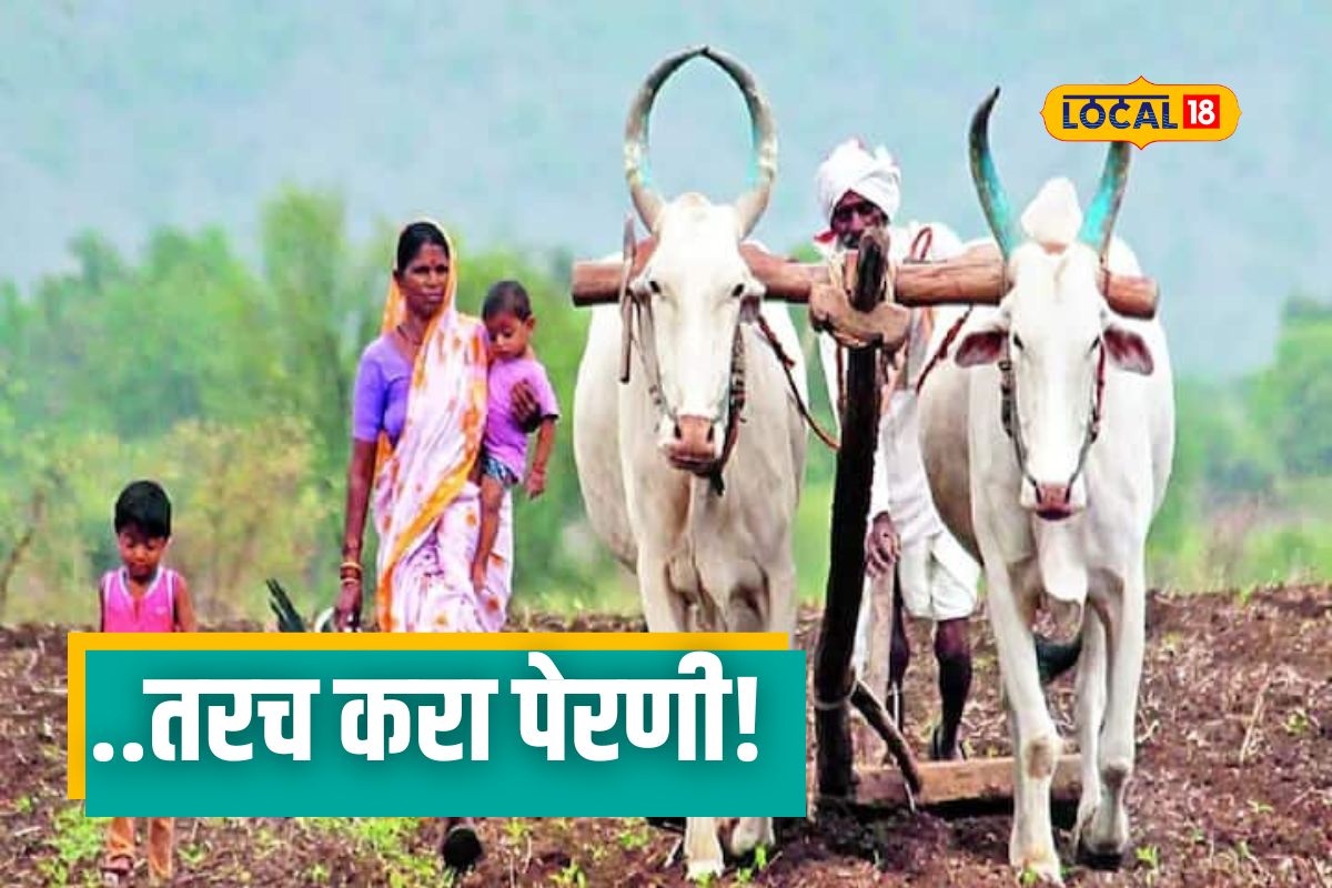 Weather Update: पावसाचा जोर वाढला, शेतकऱ्यांनो, शेताची अशी घ्या काळजी, Video