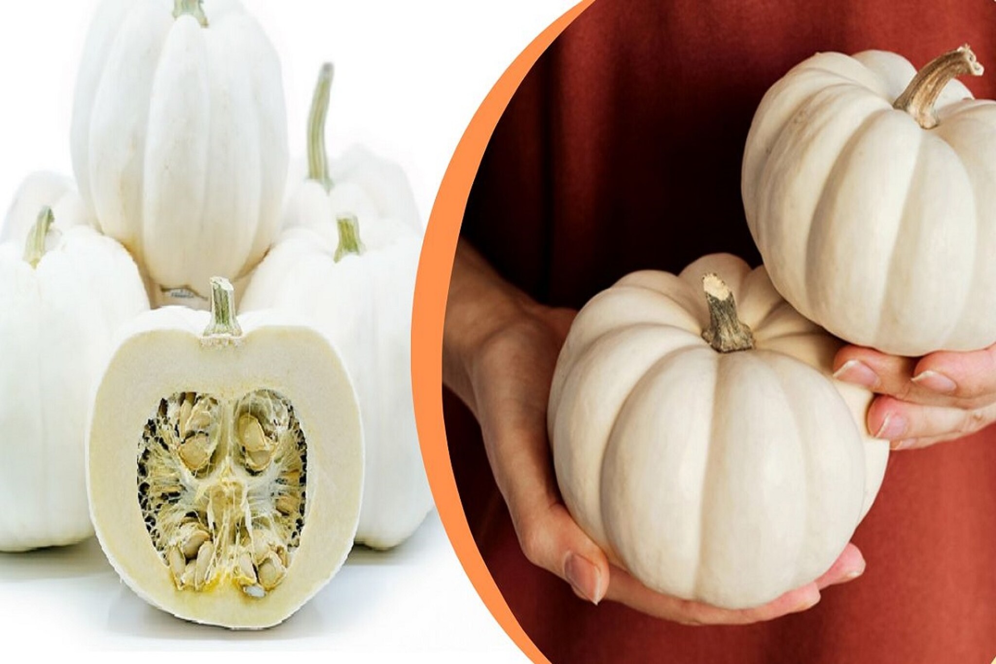 कोलेस्ट्रॉल सह 'या' आजारांवर गुणकारी आहे पांढरा भोपळा, फायदे ऐकून अवाक व्हाल