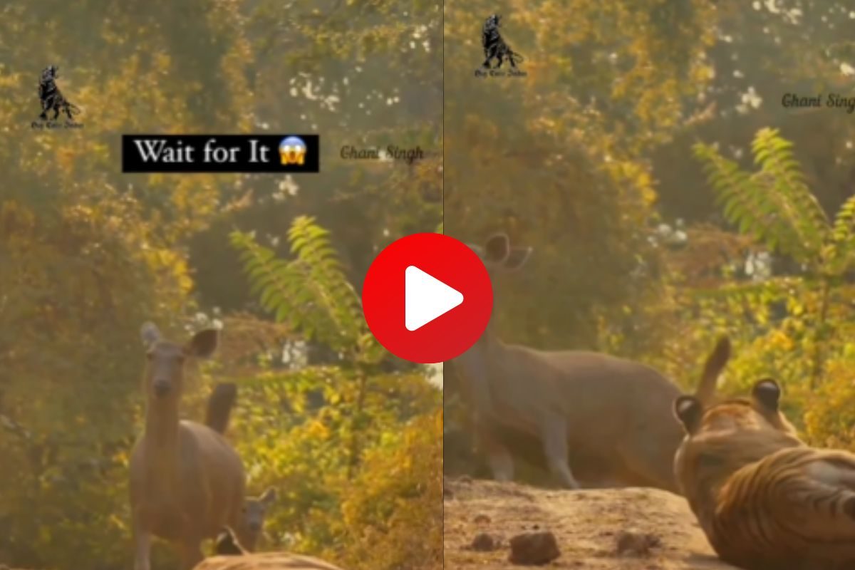 व्हायरल व्हिडीओ