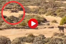 चित्याची अशी स्पीड की पाहून व्हाल थक्क, Video ने नेटकऱ्यांना ही बसला धक्का