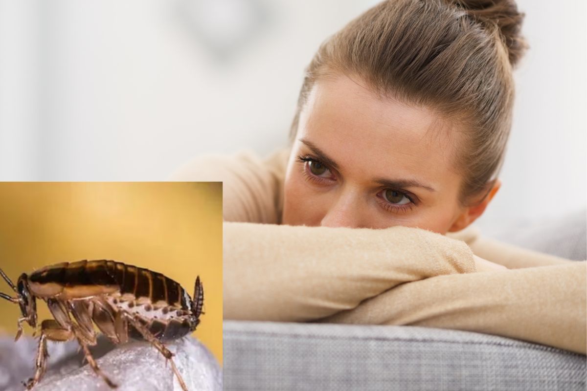 एका झुरळाने उद्धवस्त केलं आयुष्य