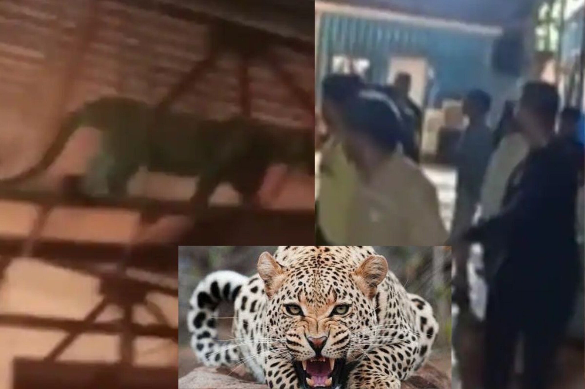 VIDEO : सेटवर 200 लोक अन् बिबट्याची एंट्री, लोकांना पळता भूय झाली थोडी