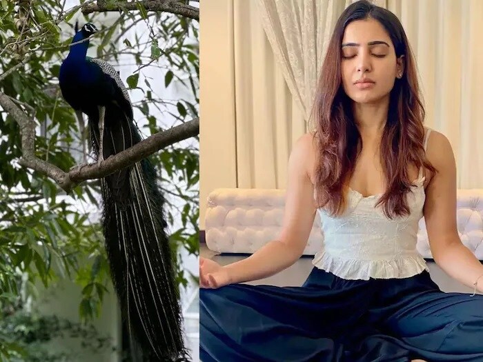 समांथाने तिच्या या प्रवासात वेल्लोरमधील सुवर्ण मंदिराला भेट दिली. तिनं देवीचे आशीर्वाद घेतले आणि सोशल मीडियावर झलकही शेअर केली. अभिनेत्रीने 1 वर्ष अभिनयापासून दूर राहण्याचा निर्णय घेतला आहे. अनेक चित्रपट निर्मात्यांचे पैसेही तिनं परत केले आहेत. एक वर्ष ग्लॅमर इंडस्ट्रीपासून दूर राहून समांथाल तिच्या आरोग्यावर लक्ष केंद्रित करायचे आहे. तिच्या ऑटोइम्यून कंडिशन मायोसिटिसवर उपचार घेण्यासाठी ती काही दिवसांसाठी यूएसला जाणार आहे.