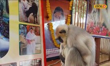 Emotional Monkey केअरटेकरच्या मृत्यूनंतर, वानरानं सोडलं अन्न आणि पाणी #Local18