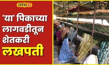 Agriculture कापूस बंद करत दाखवले धाडस, 'या' पिकाच्या लागवडीतून शेतकरी लखपती #Local18