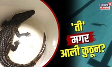मुंबईत स्विमिंग पूलमध्ये चक्क मगर..! पण 'ती' आली कुठून? N18S