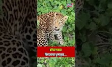 Leopard Viral Video | बापरे! बिबट्या अन् माणसांचा हा थरार पाहिलात का? | N18S
