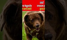 Oldest Dog Bobi | जगातला सर्वात वयस्कर कुत्रा! 31 व्या वर्षी पोर्तुगालच्या बोबीचा मृत्यू | N18S
