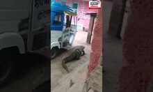 Crocodile Video : चक्क दारात महाकाय मगर पाहून ग्रामस्थांची उडाली धांदल #shorts