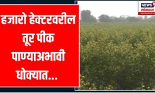 Washim Water Issue : खरीपाचे हजारो हेक्टर वरील बहरात असलेले तूर पीक पाण्या अभावी धोक्यात