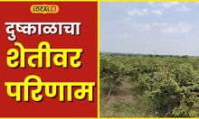 Agriculture दुष्काळाचा सिताफळ उत्पादनावर परिणाम; खर्चही निघेल की नाही शेतकऱ्यासमोर प्रश्न #local18