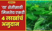 Sericulture शेतकऱ्यांसाठी खूशखबर, 'या' शेतीसाठी मिळतेय एकरी 4 लाखांचं अनुदान #local18marathi