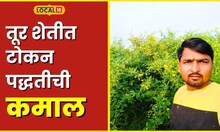 Agriculture धाराशिवच्या शेतकऱ्याची कमाल, टोकन पद्धतीनं लावली तूर अन् शेंगानं लगडलं झाड #local18