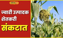 Jowar Farming पाण्याविना ज्वारी कोमेजली, शेतकरी अडचणीत #local18