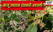 Cashew Farmer Protest : काजू उत्पादक शेतकरी अडचणी