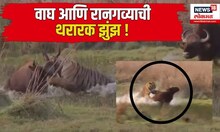 tadoba tiger fight: वाघ आणि रानगव्याची थरारक झुंझ ! | Jungle | Tadoba | Tiger