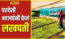 Agriculture साताऱ्यातील शेतकऱ्यानं लावली परदेशी भाजी, आता होतेय लाखोंची कमाई #local18