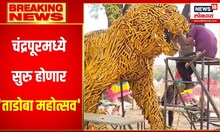 Tadoba Mahotsav : चंद्रपूरमध्ये सुरु होणार  'ताडोबा महोत्सव' | Chandrapur