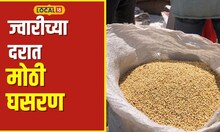 Agriculture अवकाळी पावसाचा फटका; ज्वारीचे दर घसरले, शेतकरी चिंतेत! #local18